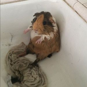 Meet your Posher, Willow